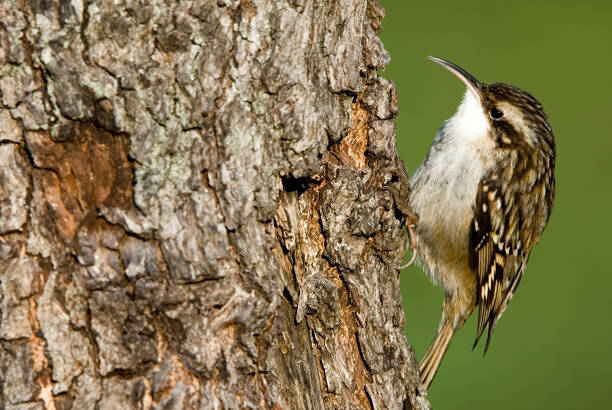 Read more about the article Brown Creeper