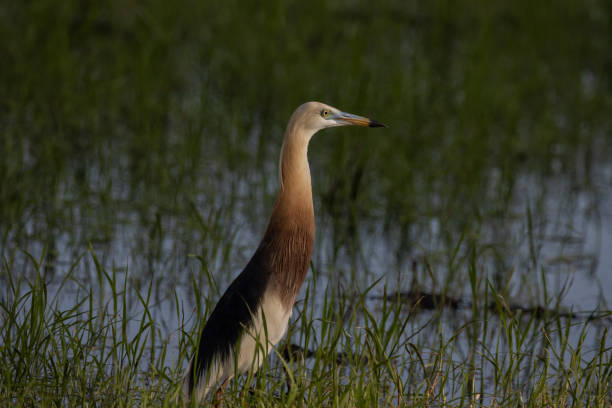 Chinese Pond-Heron