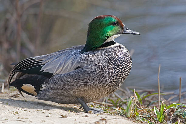 Falcated Teal