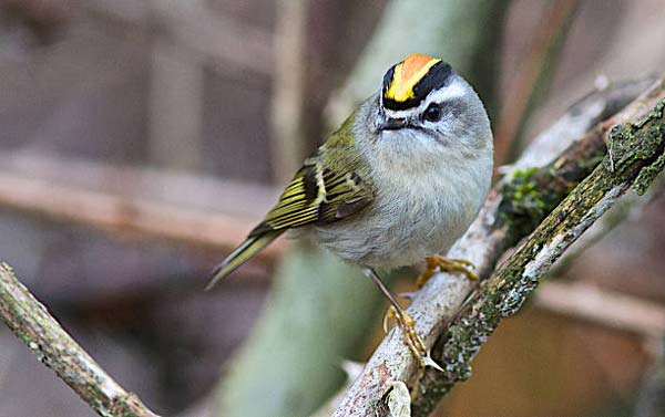 Read more about the article Golden-Crowned Kinglet