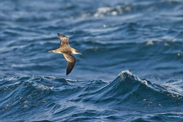 Read more about the article Great Shearwater
