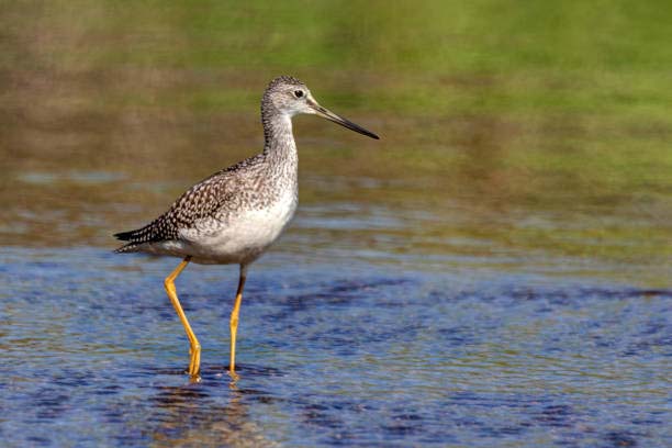 Greater Yellowlegs