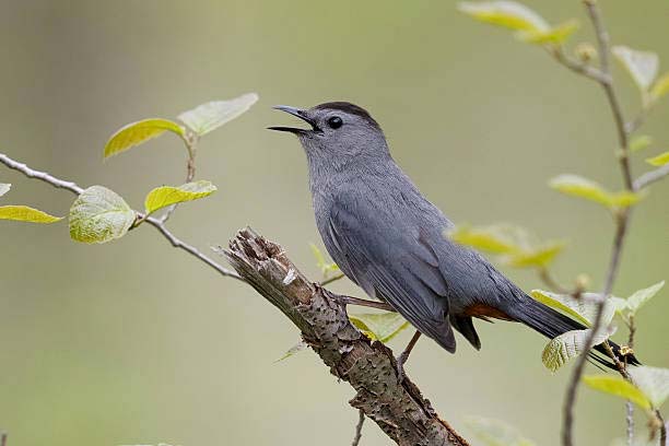 Подробнее о статье Grey Catbird