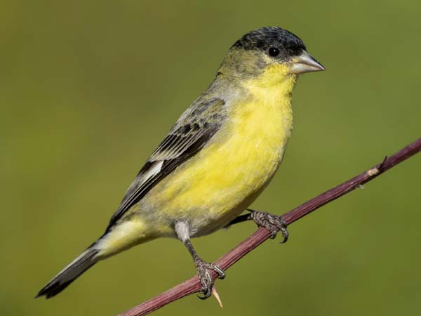Read more about the article Lesser Goldfinch