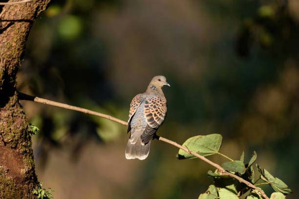 Подробнее о статье Oriental Turtle-Dove