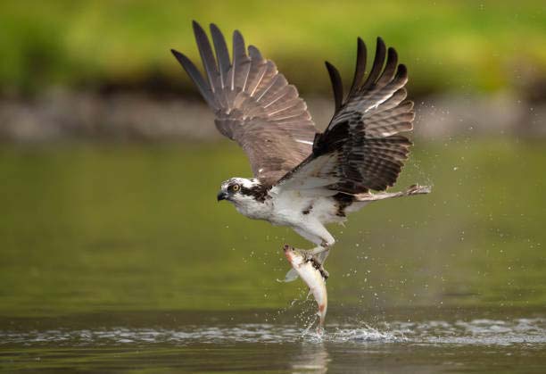 Подробнее о статье Osprey