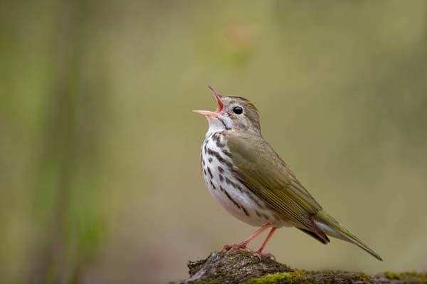 Read more about the article Ovenbird