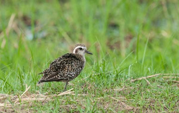 Pacific Golden-Plover