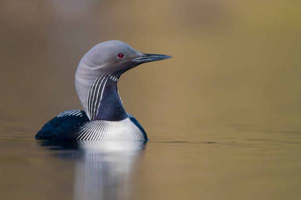 Read more about the article Pacific Loon