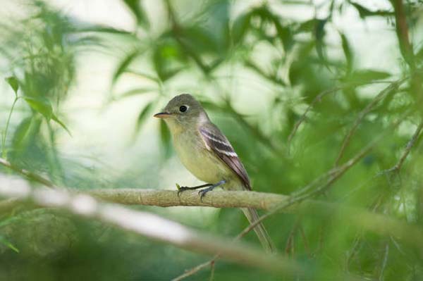 Read more about the article Pacific-Slope Flycatcher