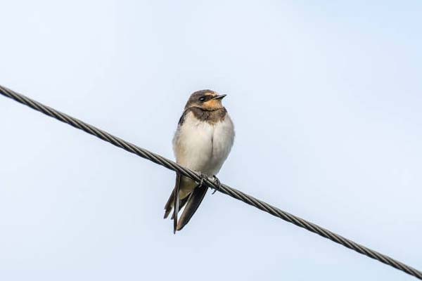 Read more about the article Pallas’s Bunting