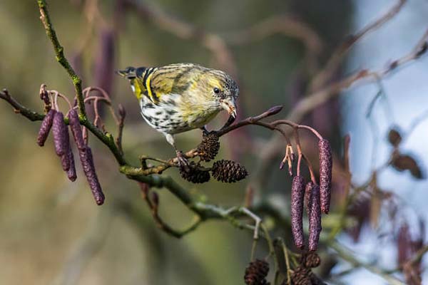 Read more about the article Pallas’s Leaf-Warbler