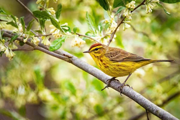 Read more about the article Palm Warbler