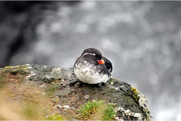 Read more about the article Parakeet Auklet