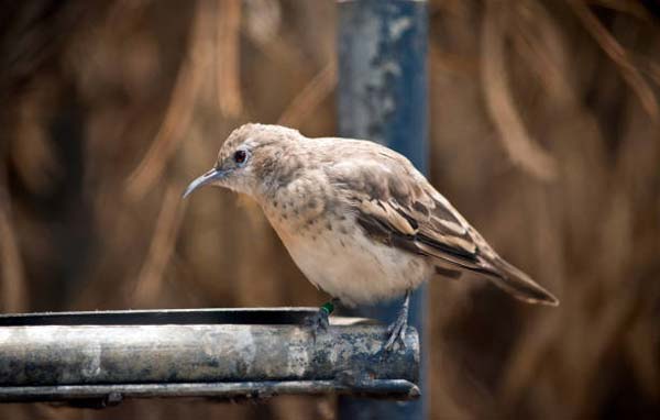 Read more about the article Pechora Pipit