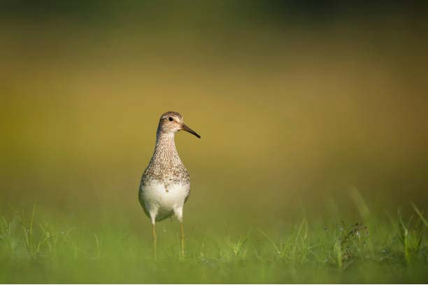 Pectoral Sandpiper