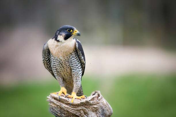 Подробнее о статье Peregrine Falcon