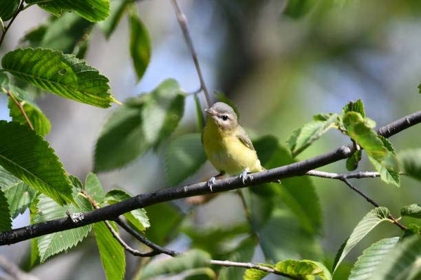 Подробнее о статье Philadelphia Vireo