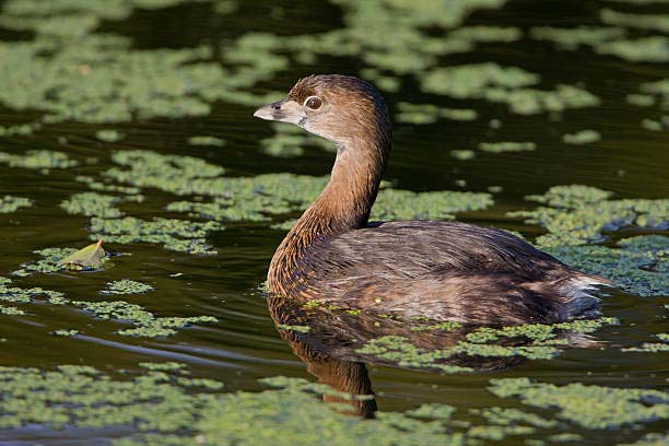 Pied-Billed Grebe