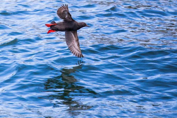 Pigeon Guillemot