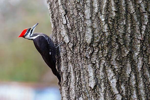 Read more about the article Pileated Woodpecker