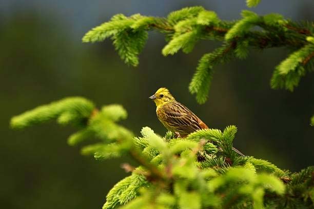 Read more about the article Pine Bunting