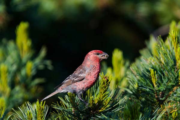 Read more about the article Pine Grosbeak