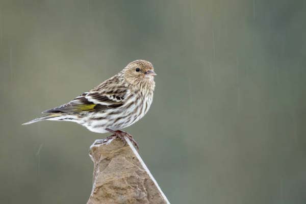 Read more about the article Pine Siskin