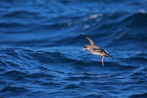Read more about the article Pink-Footed Shearwater