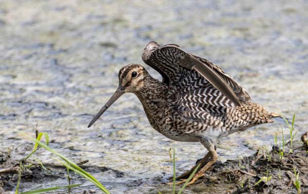 Read more about the article Pintail Snipe