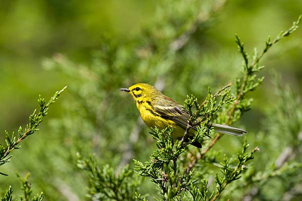 Read more about the article Prairie Warbler