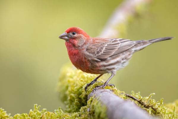 Read more about the article Purple Finch