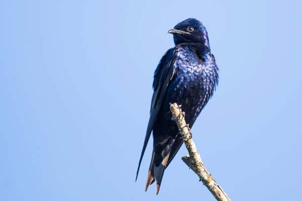 Read more about the article Purple Martin