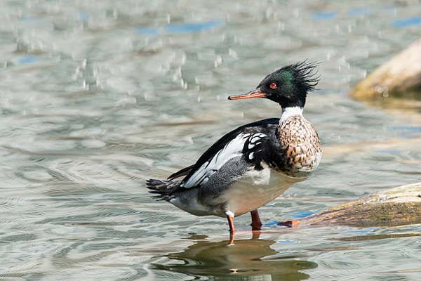 Read more about the article Red-Breasted Merganser