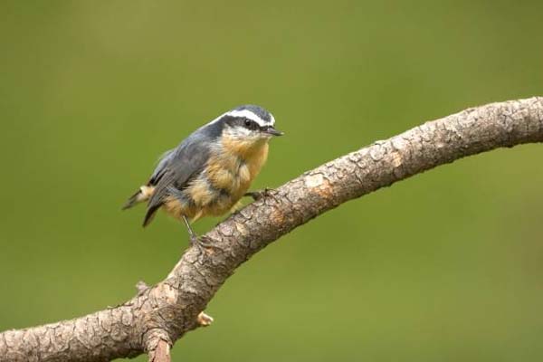 Read more about the article Red-Breasted Nuthatch