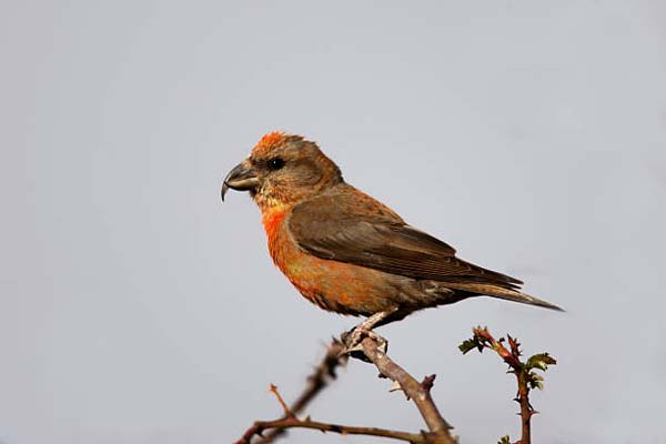 Read more about the article Red Crossbill