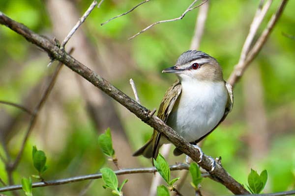 Read more about the article Red-Eyed Vireo