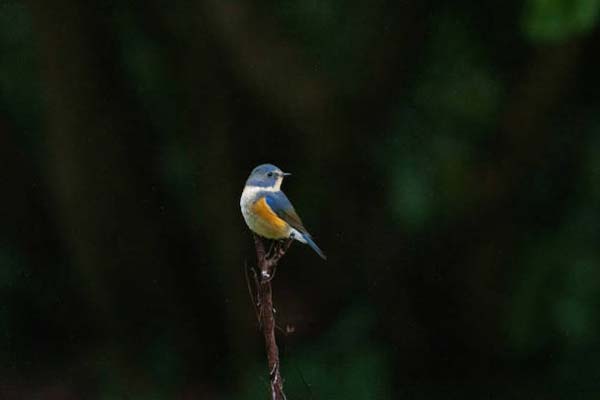 Read more about the article Red-Flanked Bluetail