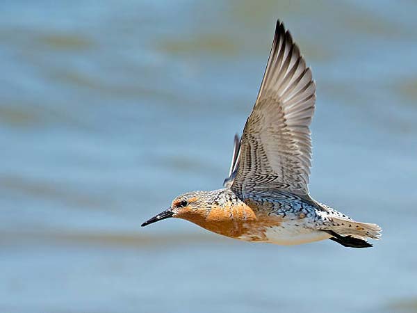 Read more about the article Red Knot