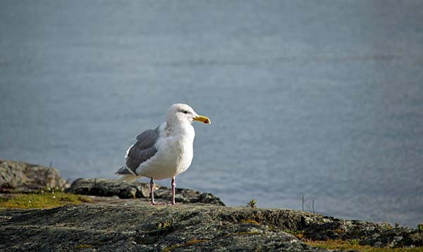 Read more about the article Red-Legged Kittiwake