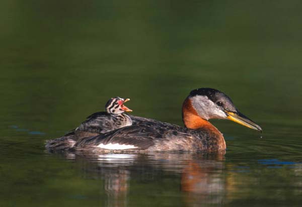 Read more about the article Red-Necked Grebe