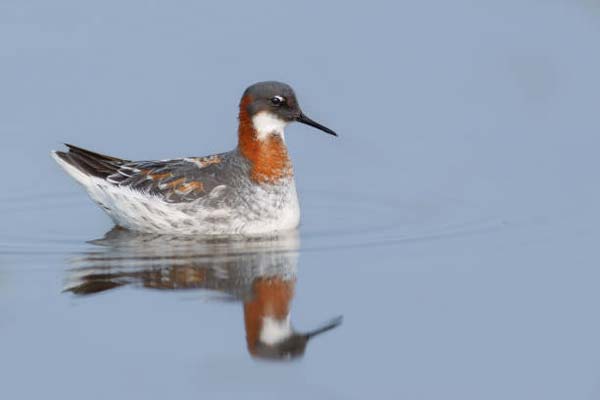 Read more about the article Red-Necked Phalarope