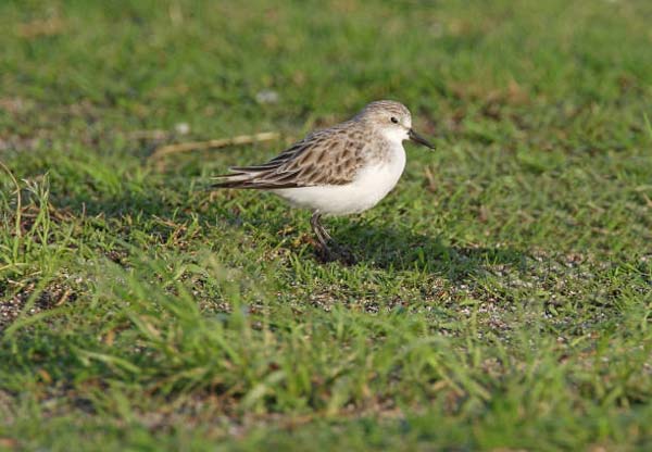 Read more about the article Red-Necked Stint