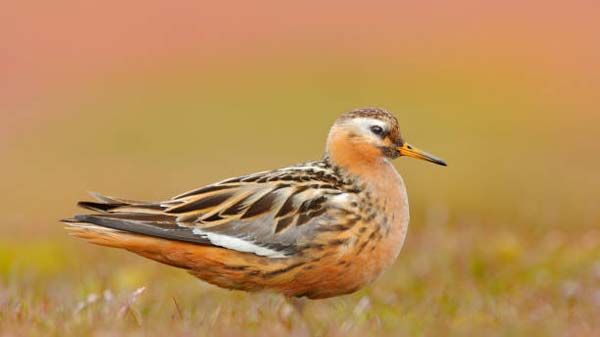 Read more about the article Red Phalarope