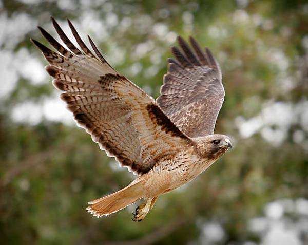 Read more about the article Red-Tailed Hawk