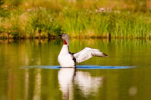 Read more about the article Red-Throated Loon