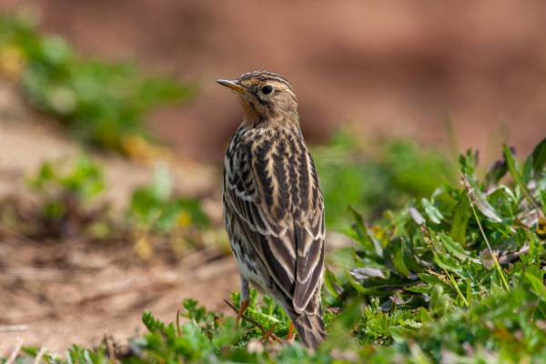 Read more about the article Red-Throated Pipit