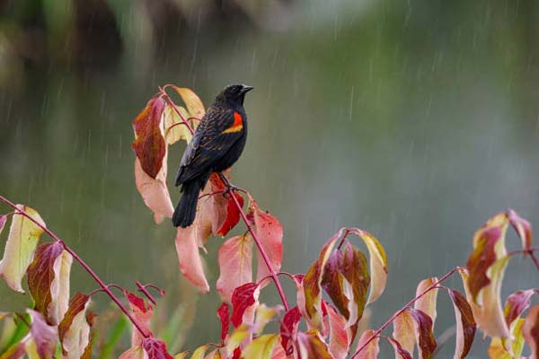 Read more about the article Red-Winged Blackbird