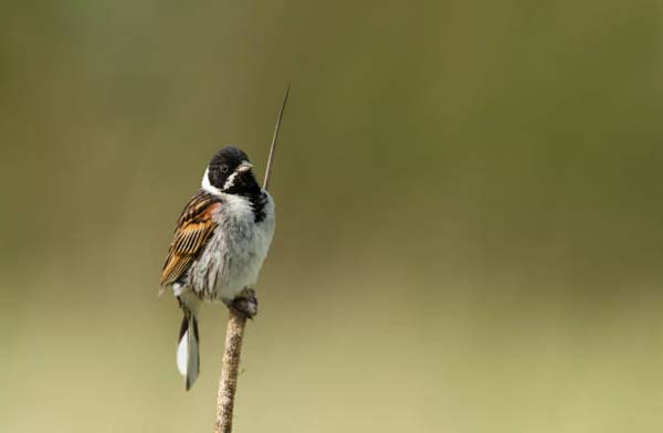 Read more about the article Reed Bunting