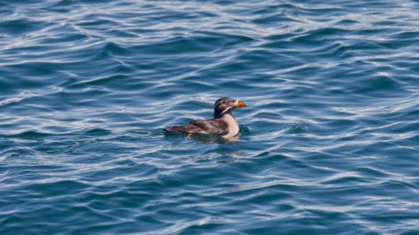 Read more about the article Rhinoceros Auklet